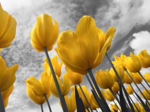 tulipes jaune symbole d'une équipe