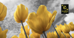 Tulipes jaunes symbole du réseau eurêka study